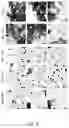 Fig. 07 - Alpha-synuclein antibodies
