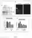 Fig. 10 - Alpha-synuclein antibodies