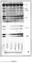 Fig. 12 - Alpha-synuclein antibodies