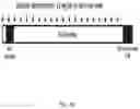Fig. 25 - Alpha-synuclein antibodies
