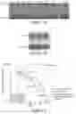 Fig. 03 - Methods of treating cancer using anti-LRP1 polyclonal antibodies