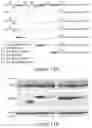 Fig. 07 - Methods of treating cancer using anti-LRP1 polyclonal antibodies