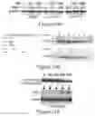 Fig. 08 - Methods of treating cancer using anti-LRP1 polyclonal antibodies