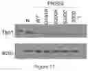 Fig. 11 - Methods of treating cancer using anti-LRP1 polyclonal antibodies