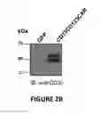 Fig. 04 - Chimeric antigen receptors (CARs), compositions and methods thereof