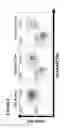 Fig. 09 - Chimeric antigen receptors (CARs), compositions and methods thereof
