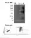Fig. 102 - Chimeric antigen receptors (CARs), compositions and methods thereof