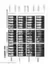 Fig. 116 - Chimeric antigen receptors (CARs), compositions and methods thereof