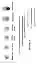 Fig. 135 - Chimeric antigen receptors (CARs), compositions and methods thereof