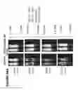 Fig. 148 - Chimeric antigen receptors (CARs), compositions and methods thereof