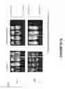 Fig. 183 - Chimeric antigen receptors (CARs), compositions and methods thereof