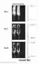 Fig. 199 - Chimeric antigen receptors (CARs), compositions and methods thereof