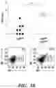 Fig. 07 - COMPOSITIONS AND METHODS FOR MODULATING AN IMMUNE RESPONSE