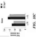 Fig. 28 - COMPOSITIONS AND METHODS FOR MODULATING AN IMMUNE RESPONSE