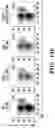 Fig. 46 - COMPOSITIONS AND METHODS FOR MODULATING AN IMMUNE RESPONSE