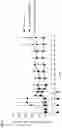 Fig. 06 - Compositions and methods for treating immune thrombocytopenia