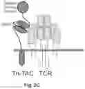 Fig. 06 - T cell-antigen coupler with various construct optimizations