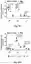 Fig. 19 - T cell-antigen coupler with various construct optimizations