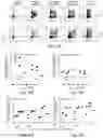 Fig. 24 - T cell-antigen coupler with various construct optimizations