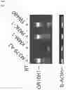 Fig. 02 - OR10H1 ANTIGEN BINDING PROTEINS AND USES THEREOF