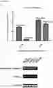 Fig. 12 - OR10H1 ANTIGEN BINDING PROTEINS AND USES THEREOF