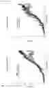 Fig. 17 - OR10H1 ANTIGEN BINDING PROTEINS AND USES THEREOF