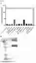 Fig. 22 - OR10H1 ANTIGEN BINDING PROTEINS AND USES THEREOF