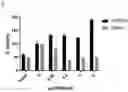 Fig. 23 - OR10H1 ANTIGEN BINDING PROTEINS AND USES THEREOF