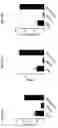 Fig. 11 - PROTEINS BINDING PSMA, NKG2D AND CD16