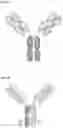 Fig. 14 - PROTEINS BINDING PSMA, NKG2D AND CD16