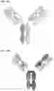 Fig. 17 - PROTEINS BINDING PSMA, NKG2D AND CD16