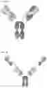Fig. 19 - PROTEINS BINDING PSMA, NKG2D AND CD16