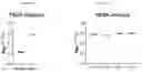 Fig. 17 - Antibodies that bind human CD39 and inhibit ATPase activity of a soluble extracellular domain human CD39 polypeptide
