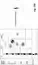 Fig. 30 - TRISPECIFIC ANTIGEN BINDING PROTEINS