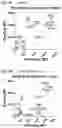 Fig. 11 - PSMA binding agents and uses thereof