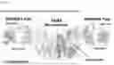 Fig. 27 - PSMA binding agents and uses thereof