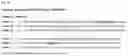 Fig. 31 - PSMA binding agents and uses thereof