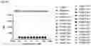 Fig. 40 - PSMA binding agents and uses thereof