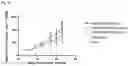 Fig. 42 - PSMA binding agents and uses thereof