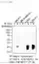 Fig. 07 - Antibody binding specifically to MUC1 and use thereof