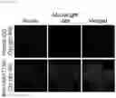 Fig. 20 - Antibody binding specifically to MUC1 and use thereof