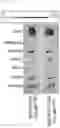 Fig. 23 - Antibody binding specifically to MUC1 and use thereof