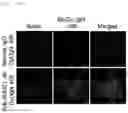 Fig. 24 - Antibody binding specifically to MUC1 and use thereof