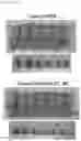 Fig. 27 - Antibody binding specifically to MUC1 and use thereof