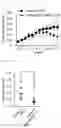 Fig. 28 - Antibody binding specifically to MUC1 and use thereof