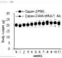 Fig. 29 - Antibody binding specifically to MUC1 and use thereof