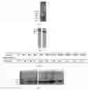 Fig. 02 - mRNA-ENCODED NANOBODY AND APPLICATION THEREOF