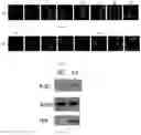 Fig. 06 - mRNA-ENCODED NANOBODY AND APPLICATION THEREOF