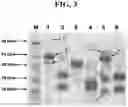 Fig. 04 - Hetero-Dimeric Immunoglobulins