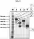 Fig. 08 - Hetero-Dimeric Immunoglobulins